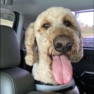 Meet your Posher, Ellen